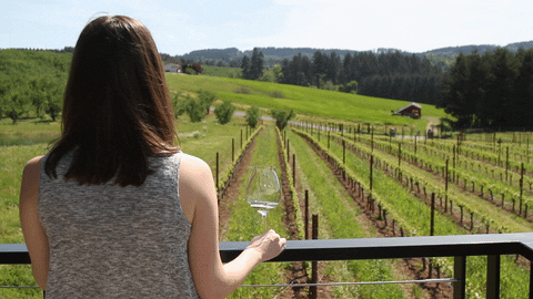 Napa Valley Wine Tours Private: Explore Wineries Your Way